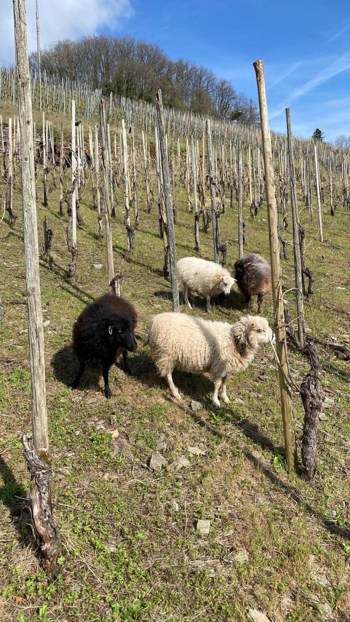 فيلا Weingut Dr Wagner ساربورغ المظهر الخارجي الصورة